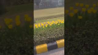 Tulip festival @Delhi