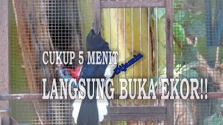 TERAPI KACER TES MENTAL KACER BUKA EKOR