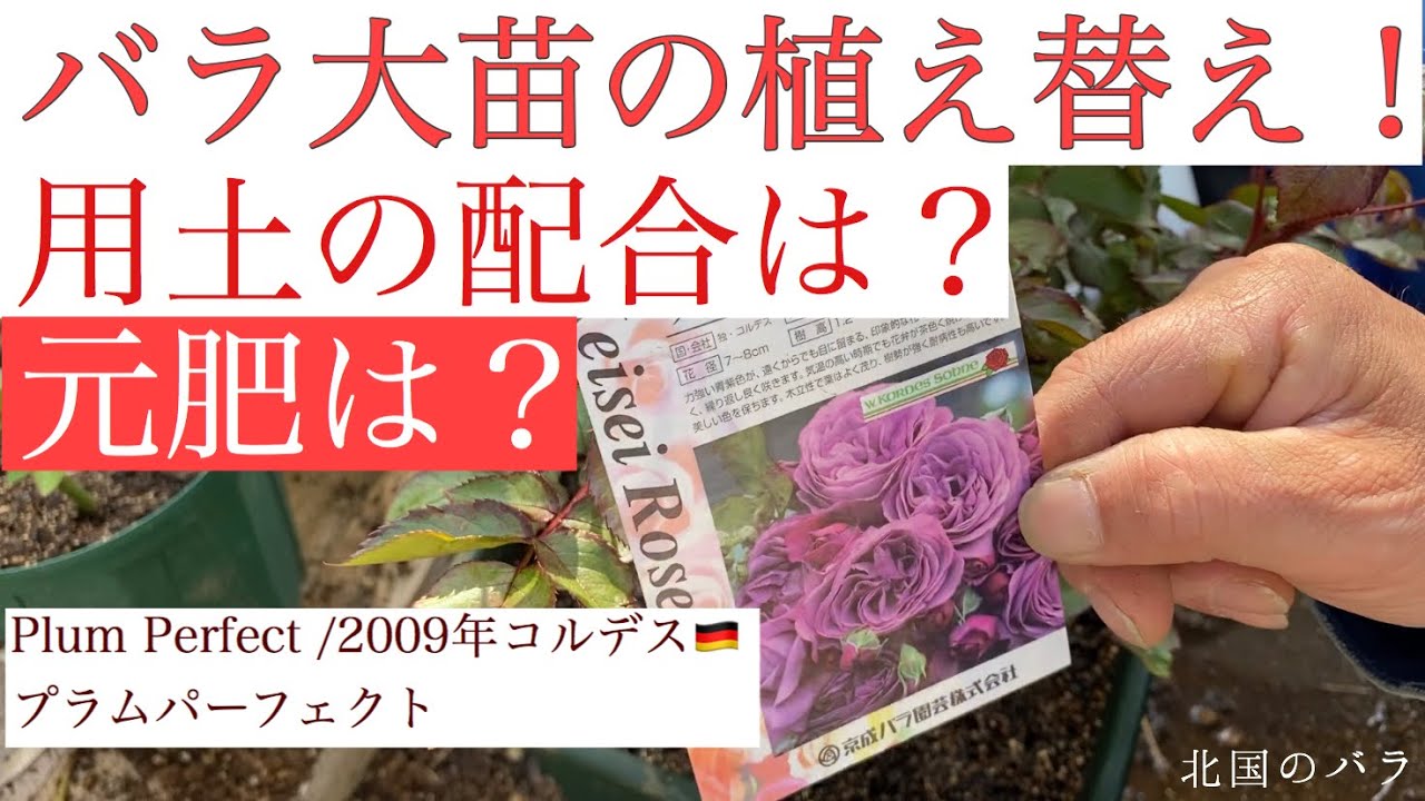 バラ大苗 植え替え 鉢増し Youtube