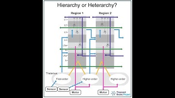 The Brain s Secret Blueprint - The Heterarchical Sensorimotor Brain and Long-Range Connections