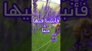 27-й аят суры Абаса (хмуриться), чтение Корана и родной русский перевод стих за стихом