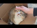 Cute cat purring in a cardboard box  instant relief from stress and anxiety  her face at the end
