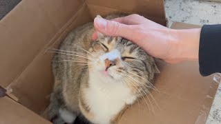 Cute Cat Purring in a Cardboard Box | Instant Relief from Stress and Anxiety | Her Face at the End! screenshot 4