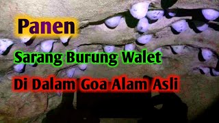 Download Lagu Panen sarang burung walet di dalam goa alam | Cave Swiftlet Nest MP3 Download Lagu Panen sarang burung walet di dalam goa alam | Cave Swiftlet Nest MP3