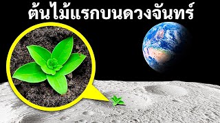 นักวิทยาศาสตร์ปลูกต้นไม้แรกในดินของดวงจันทร์ + สุดยอดข้อเท็จจริงเกี่ยวกับพืชที่คุณอาจไม่รู้มาก่อน