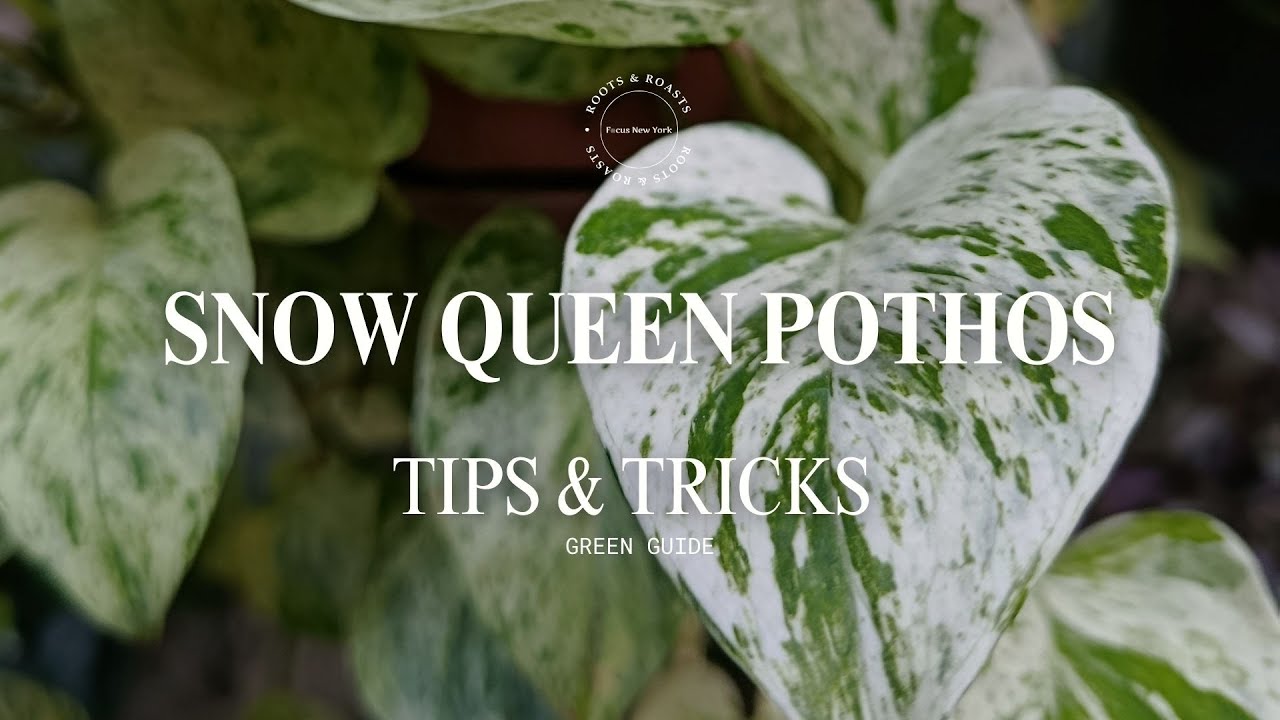 Snow Queen Pothos Care: Stop Reversion & Grow Stunning Variegation