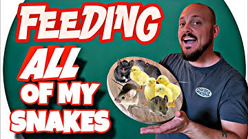 ALL My Snakes EAT!🐍 Feeding Frenzy | WESTBAY REPTILES