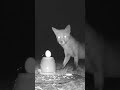#Shorts -  The Scary Egg Cup!  #talltreesnaturereserve #wildlife #fox #eggs #nature #funnyshorts