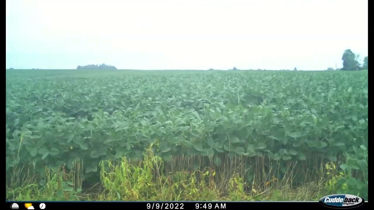 Double Crop Soybean Growth Time Lapse