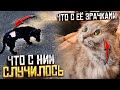 Что случилось со зрачками? 😱 Почему ободран бок у Тихона? Везем их в Ставрополь. Джеси стерилизуем.