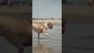 Penny Lane # #beachdogs  #dogbeach #dogshorts #dogsofyoutube #dogvideos