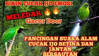 BIKIN CUCAK IJO EMOSI SUARA PANCINGAN CUCAK IJO JANTAN DAN BETINA BERSAUTAN.