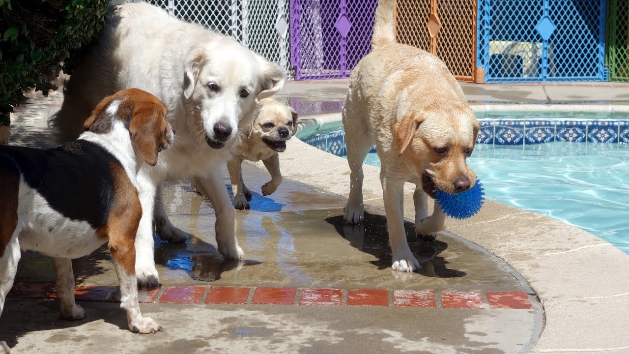 Dog Boarding in San Fernando Valley
