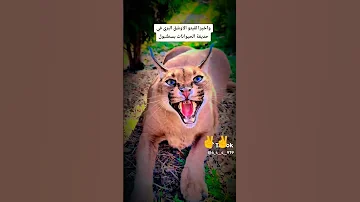 ياريتني كنت الوشق رايت يا ريتني كنت 
