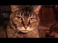 Feline Persuasion