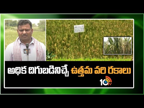 అధిక దిగుబడినిచ్చే ఉత్తమ వరి రకాలు | Best High Yielding Rice Varieties | 10TV News