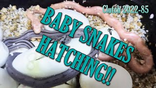 BABY SNAKES!! Clutch 2022-85 Hatching!!