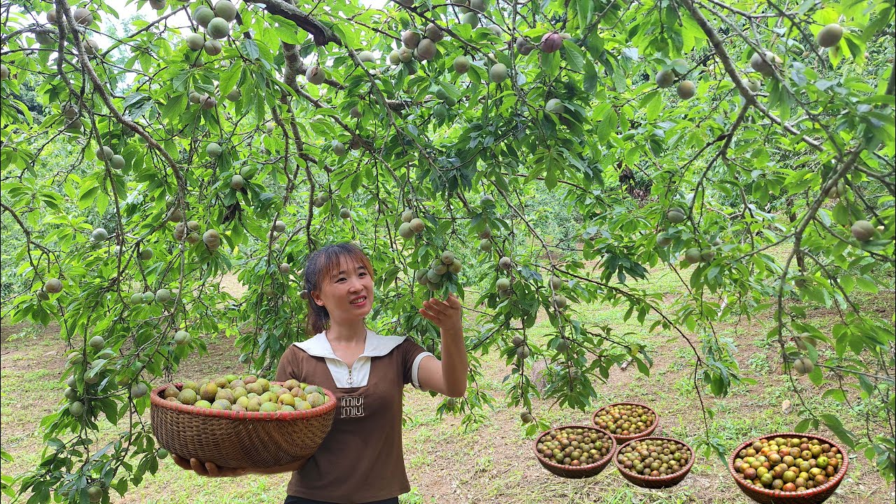 Сбор слив и продажа их на рынке/жизнь вне сети - фермерская жизнь.