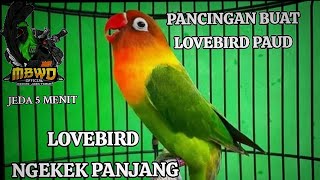 Lovebird Ngekek Jeda 5 Menit. Cocok Buat Masteran Murai Batu
