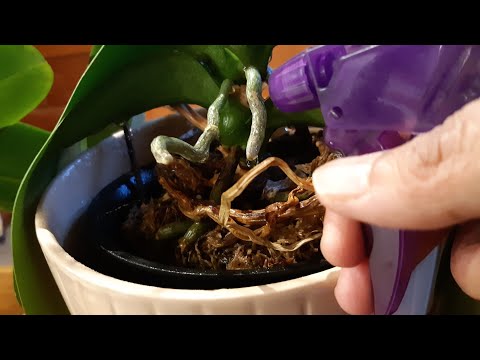 Video: Adakah misting bagus untuk orkid?