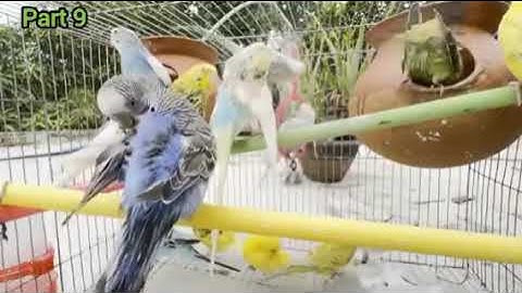 🦜🌄 Adorable Parrots Morning Sounds Part9 #birdschirping #naturesounds