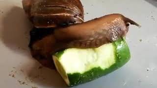 snail eat cucumber