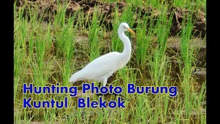 Delima Hunting Foto Burung Blekok/Kuntul