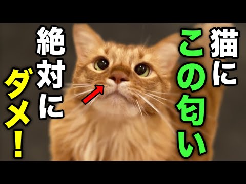 【保存版】猫が嗅ぐと危険な匂い10選 hqdefault