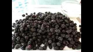 Wild BLACKBERRY  SYRUP - How to make BLACKBERRY SYRUP Recipe