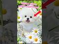 Cute White Dog in Sunflower Field #cute #shorts #dog