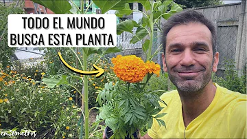 ¿Cuál es la flor más difícil de cultivar?