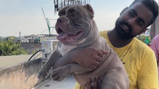 Dangerous American Bully attack | Jabardast Exotic Micro American bully dog kennel by Pankaj Parihar Uttarakhandi 4,107 views 8 months ago 13 minutes, 46 seconds