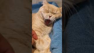 Cat Yawninghappy Catfunny Cat.