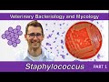 Staphylococcus part 1  veterinary bacteriology and mycology