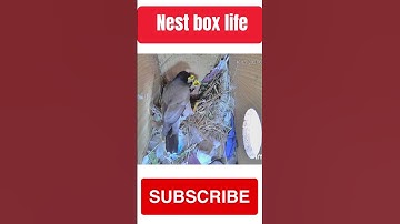 Myna nest box update #shorts #short #sparrow #nest #myna #nestbox #birds #birdslover #nestboxlife