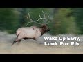 Early Morning Elk Photography in the Tetons (and Moose and Bears)