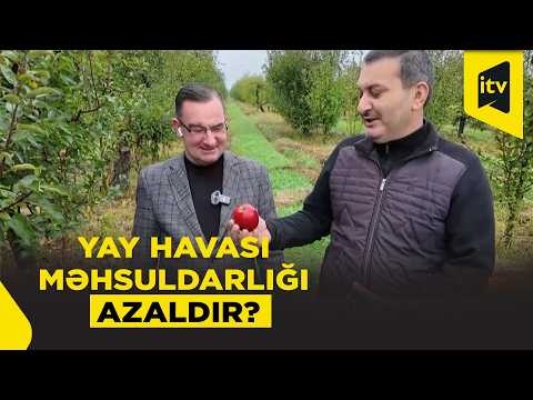 İstilər kənd təsərrüfatına zərbə vurur