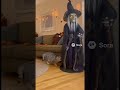 Cat vs Halloween Witch|#AIhalloween #caughtoncamera #funnyanimals #shorts #AIedition