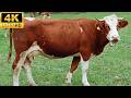 4k Cow Video With Relaxing Music Meadow Sounds 4k Cow Video With Relaxing Music Meadow Sounds