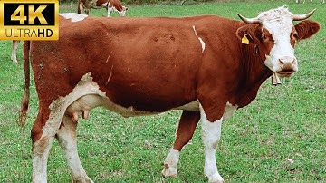 4k cow video with relaxing music & meadow sounds