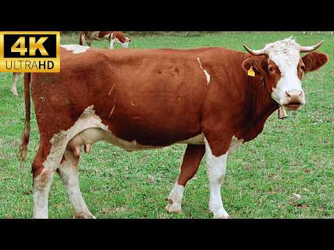 4k Cow Video With Relaxing Music Meadow Sounds