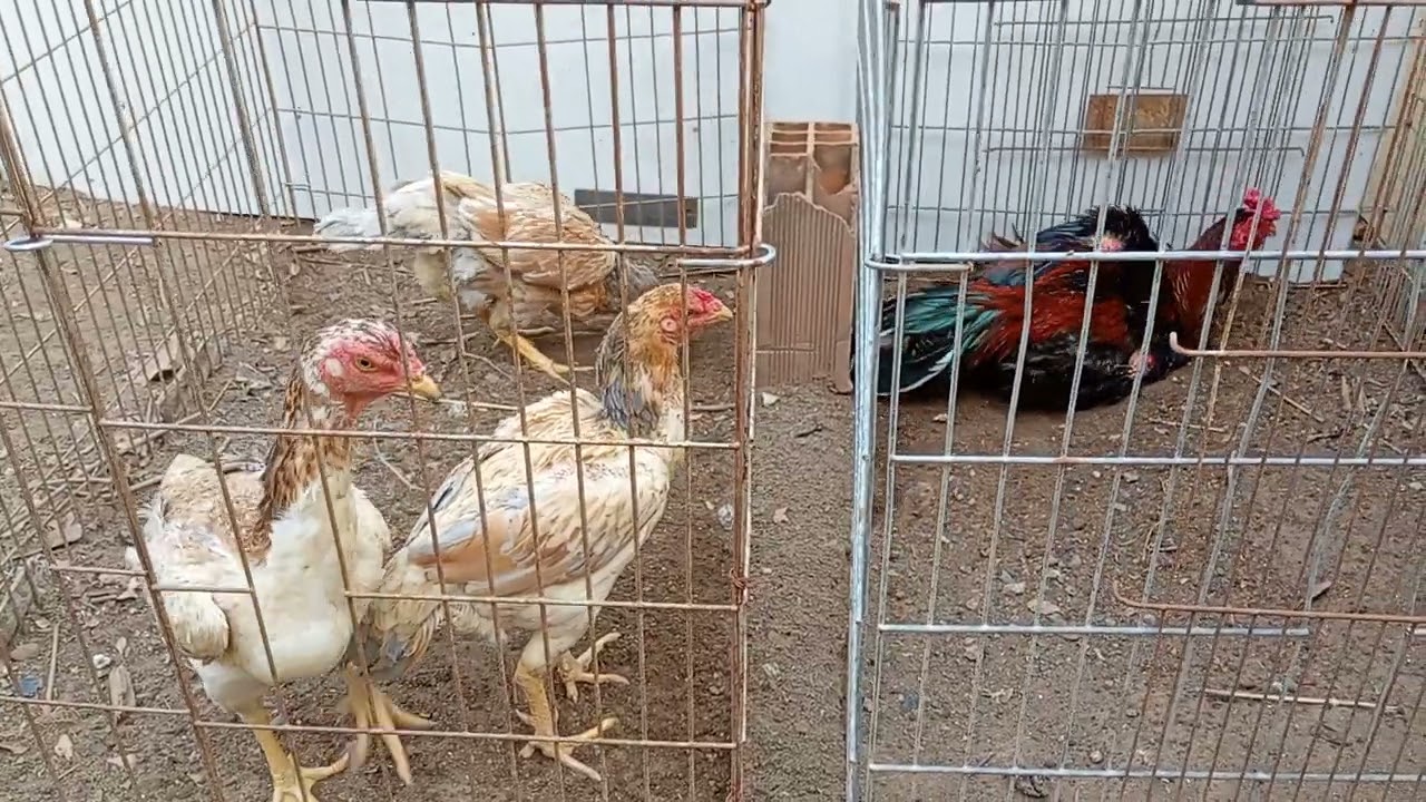 OS PÃO SOVADO LEGÍTIMOS DO MÁRCIO SHAMO ☯️ whatsapp (12)98151-5572