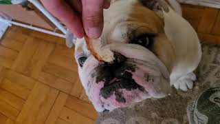 My Bulldog Duke Enjoys A Snack