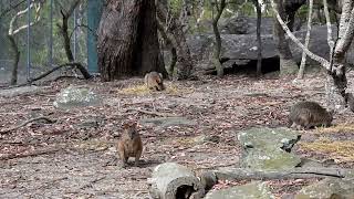 Walkabout Wildlife Sanctuary