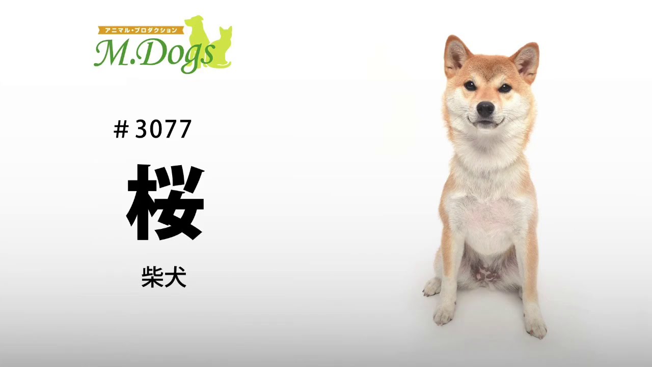 ペットモデル 3077 柴犬 桜 さくら Youtube