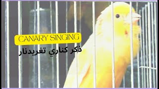 Canary singing Strong Bird - ذكر كناري تغريد نار