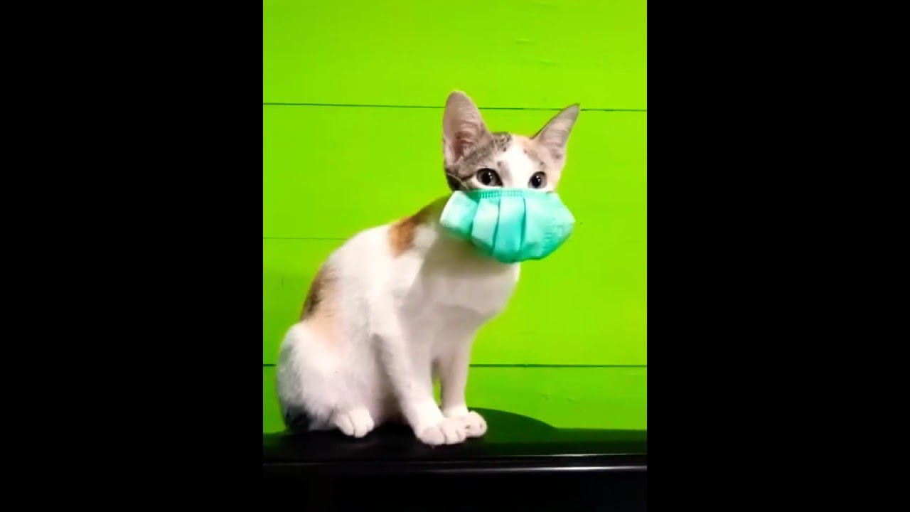 Si kucing pakai masker  YouTube