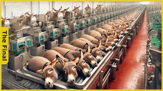 How Farmers get 10000 Donkeys from the Farm to the Processing Factory | Food Processing Machines
