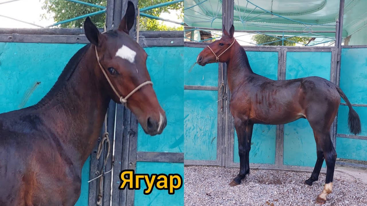 Ягуар мучоолуу Тай сатылат Тел:+996779917791 - YouTube