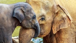 Happy Mother's Day: ELEPHANT MOTHER LOVE - Conquest of Paradise
